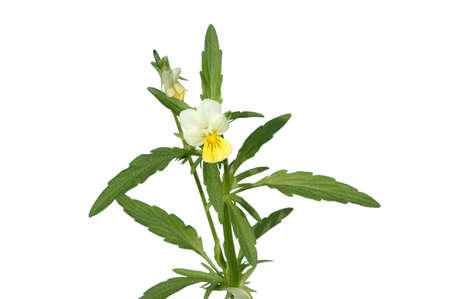 forest flower on isolated backgroundの写真素材