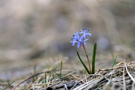 little blue flower