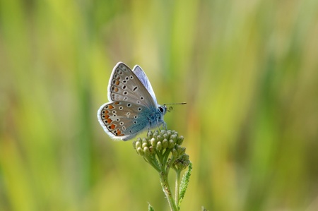 butterfly