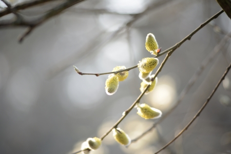 spring bloomの写真素材