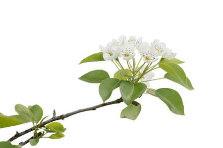 blossoming branch forest pears isolated on a white backgroundの写真素材