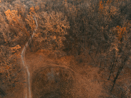 November forest - view from above. Late fall.の写真素材