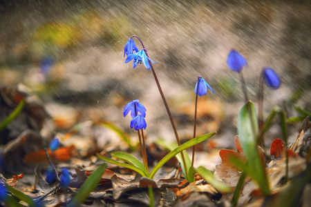 Scilla in the spring rain on a abstract natural backgroundの写真素材