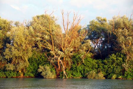 View of the forest across the riverの写真素材