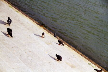 a flock of pigeons on the pier by the riverの写真素材