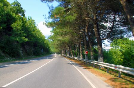 Pitsunda pine along the road in Divnomorskoyeの写真素材