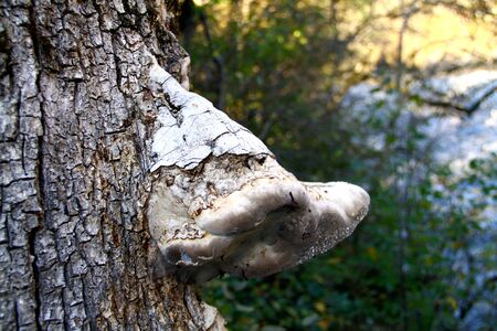 mushroom in the forest on a tree sprouting, forest mushroom