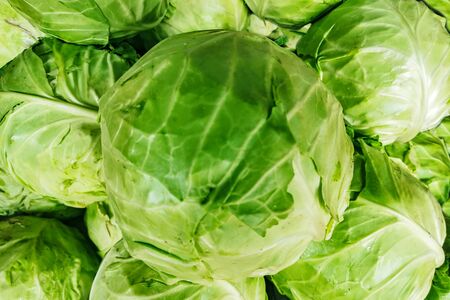Fresh green spicy cabbage swings laid out on a shelf.の写真素材