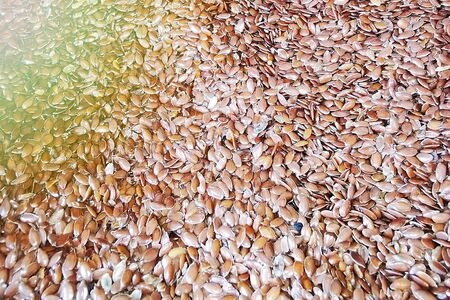 Macro photo of seeds. Close-up of seeds. Agricultural farms. This can be used as a background.の写真素材