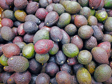 Group of green avacados in the supermarket, Avacado background, Fresh avacado from the farm garden, many avacados in the market square. Healthy food concept.の写真素材
