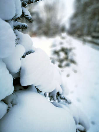 City park without people in winter. Snow-covered trees, bushes and benches in the city park. Russia, Belorechensk, city park in winter.の写真素材