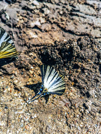 Swallowtail butterflies drink water on the ground on a hot day.の写真素材