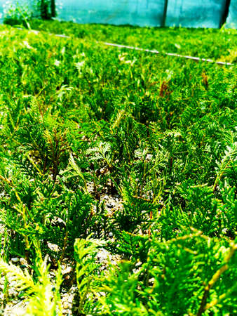 Juniper bushes in the greenhouse. Thuja seedlings in pots in the garden. Nursery of various green spruces for gardening. Various seedlings: Chamaecyparis, Thuja, Taxus, etc.の写真素材