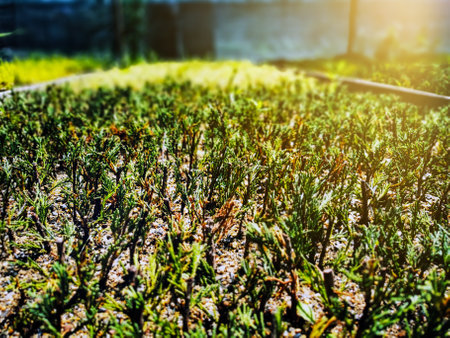 Juniper bushes in the greenhouse. Thuja seedlings in pots in the garden. Nursery of various green spruces for gardening. Various seedlings: Chamaecyparis, Thuja, Taxus, etc.の写真素材