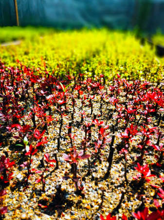 Barberry seedlings in the greenhouse. Thuja seedlings in pots in the garden. A nursery of various green and red plants for horticulture.の写真素材