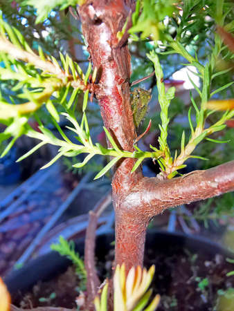 macro shot of an insect sitting on a thuja branch.の写真素材