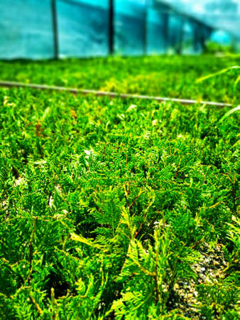 Juniper bushes in the greenhouse. Thuja seedlings in pots in the garden. Nursery of various green spruces for gardening. Various seedlings: Chamaecyparis, Thuja, Taxus, etc.の写真素材