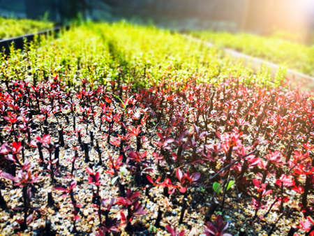 Barberry seedlings in the greenhouse. Thuja seedlings in pots in the garden. A nursery of various green and red plants for horticulture.の写真素材