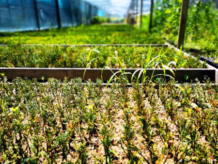 Juniper bushes in the greenhouse. Thuja seedlings in pots in the garden. Nursery of various green...
