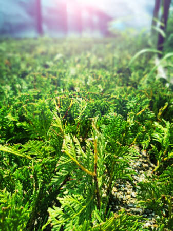 Juniper bushes in the greenhouse. Thuja seedlings in pots in the garden. Nursery of various green spruces for gardening. Various seedlings: Chamaecyparis, Thuja, Taxus, etc.の写真素材