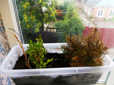 Coniferous seedlings are covered with mold. Mold on pins and needles of blue spruce. Take a close-up view.の写真素材
