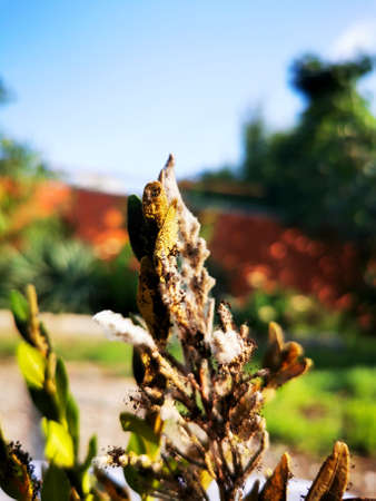 Coniferous seedlings are covered with mold. Mold on pins and needles of blue spruce. Take a close-up view.の写真素材