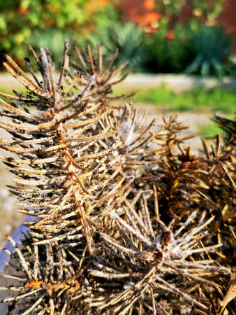 Coniferous seedlings are covered with mold. Mold on pins and needles of blue spruce. Take a close-up view.の写真素材