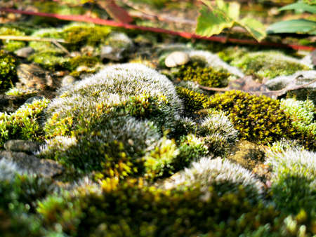 Beautiful green moss on stones, moss close-up, macro. Beautiful background from moss for wallpaper.の写真素材