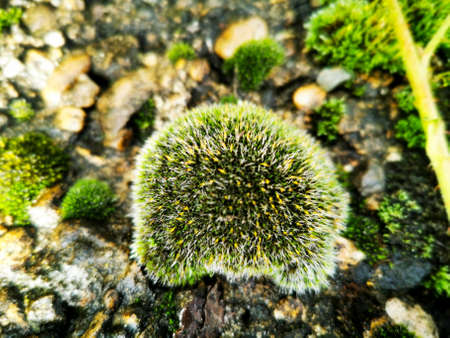 Beautiful green moss on stones, moss close-up, macro. Beautiful background from moss for wallpaper.の写真素材