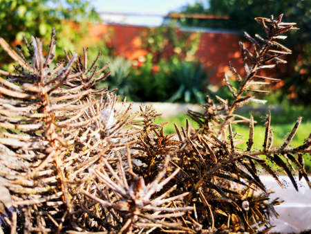 Coniferous seedlings are covered with mold. Mold on pins and needles of blue spruce. Take a close-up view.の写真素材