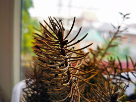 Coniferous seedlings are covered with mold. Mold on pins and needles of blue spruce. Take a close-up view.の写真素材