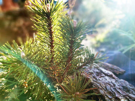 Close-up shot of a pine sapling. Young green sprouts of pine needles. Fresh sprouts of mountain pine...