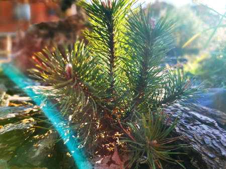 Close-up shot of a pine sapling. Young green sprouts of pine needles. Fresh sprouts of mountain pine twigs, spruce branch in the spring forest. Muguss pine branch in coniferous forestの写真素材