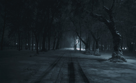 The dark lonely winter park with trees covered by snowの写真素材