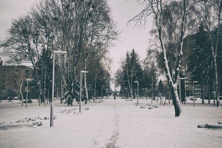 Beautiful snowy weather and winter park wint trees covered by snowの写真素材