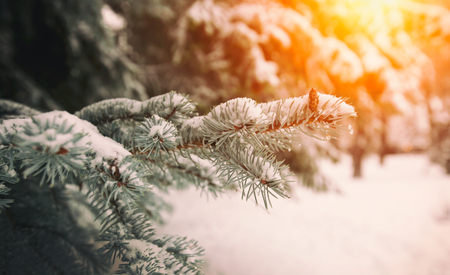 Beautiful snow on branch of fir-treeの写真素材