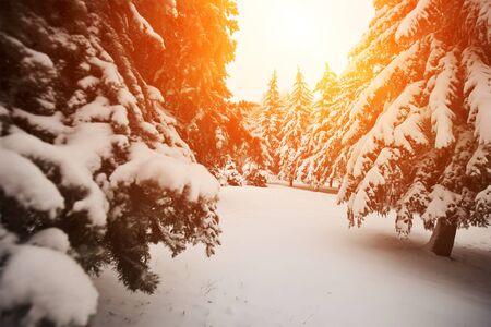 Beautiful snowy weather and winter park wint trees covered by snowの写真素材