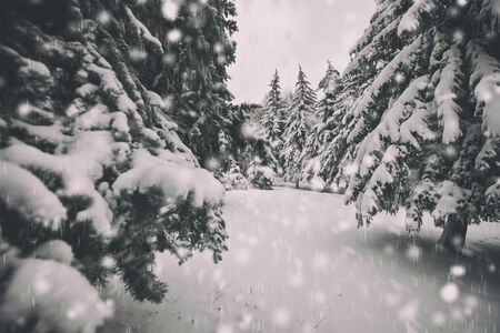 Beautiful snowy weather and winter park wint trees covered by snowの写真素材