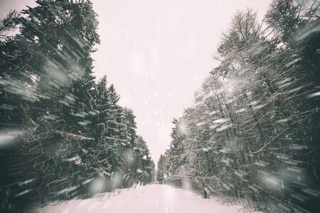 Beautiful snowy weather and winter park wint trees covered by snow