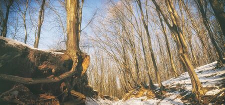 Beautiful forest in winterの写真素材