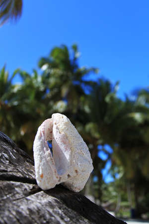 White shell lying on the palm tree