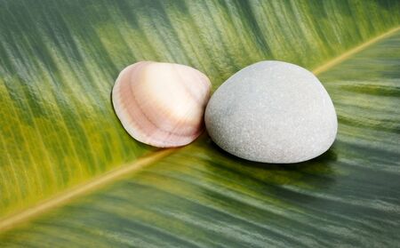 Sea shell and stone on ficus leaf backgroundの写真素材