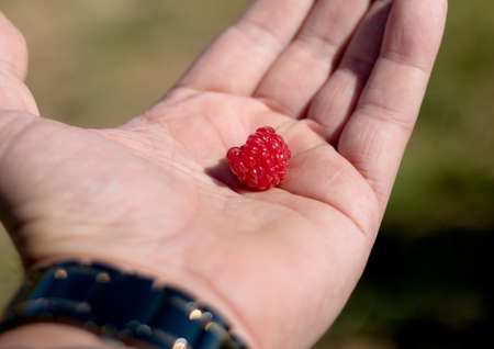 Raspberries in the male palm on a summer day, Kibbutz Ein Zivan, Israelの写真素材