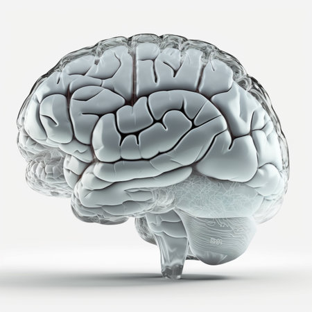 human brain on white background. 3D illustration. 3D renderingの素材