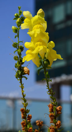 spring flowersの写真素材