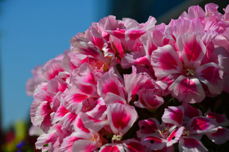 spring flowers closeup photoの写真素材