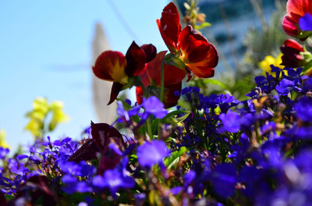 spring flowers