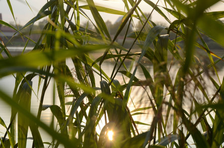 reeds on the lakeの写真素材
