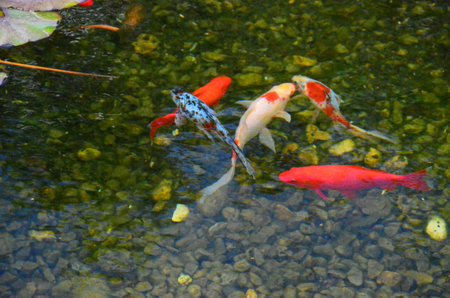 beautiful fish in the pondの写真素材