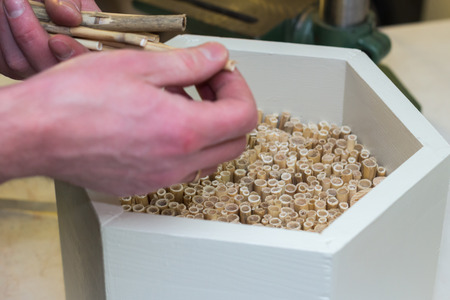 Hands of a man making a wooden white insect hotel, filling the insect house with reedの写真素材